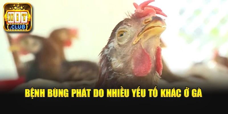 Bệnh bùng phát do nhiều yếu tố khác ở gà