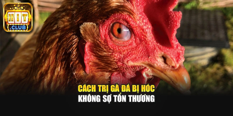 Cách trị gà đá bị hóc không sợ tổn thương
