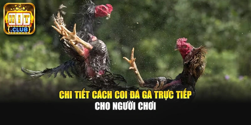 Chi tiết cách coi đá gà trực tiếp cho người chơi