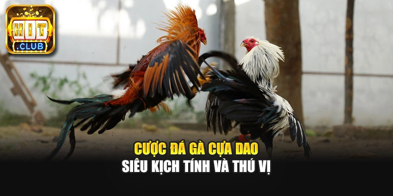 Cược đá gà cựa dao siêu kịch tính và thú vị