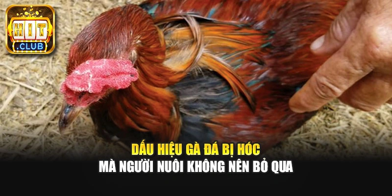 Dấu hiệu gà đá bị hóc mà người nuôi không nên bỏ qua