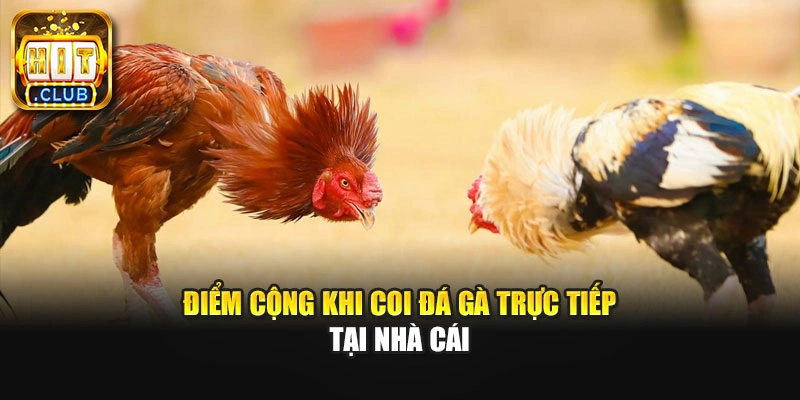 Điểm cộng khi coi đá gà trực tiếp tại nhà cái