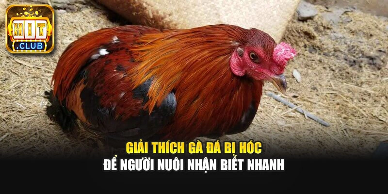 Giải thích gà đá bị hóc để người nuôi nhận biết nhanh