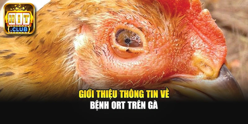 Giới thiệu thông tin về bệnh ORT trên gà