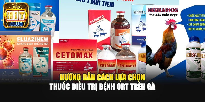 Hướng dẫn cách lựa chọn thuộc điều trị bệnh ORT trên gà
