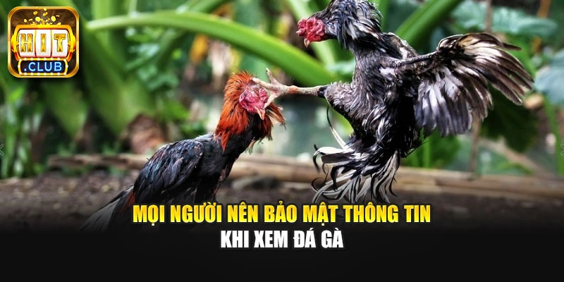 Mọi người nên bảo mật thông tin khi xem đá gà