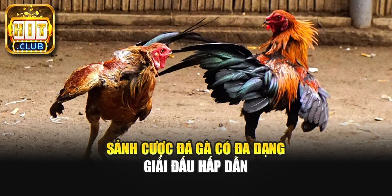 Sảnh cược đá gà có đa dạng giải đấu hấp dẫn